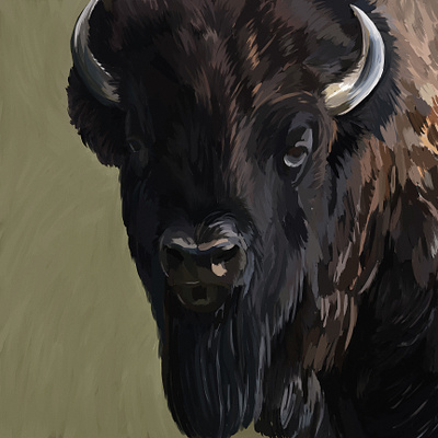 North American Bison american bison buffalo cowboy digital painting illustration painting photoshop ranch usa western