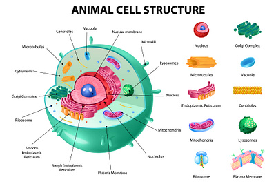 Animal cell anatomy infographics anatomy animal cell illustration realistic structure vector