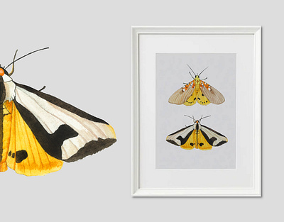 Watercolor moth in interior aquarell butterfly collection colorful design illustration moth watercolor