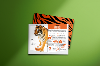 Quick Fact Zoo Cards animal branding design fun graphic design illustration logo zoo