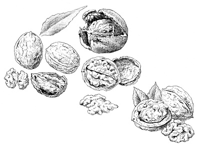Nuts illustration advertising botanical botanical illustration design food illustration nature nut seed