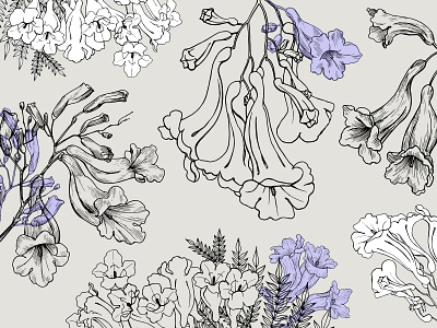 Jacaranda tree flowers. Set graphic illustration blooming botanica collection design drawing element floral flowers graphic design graphics hand drawn illustration jacaranda line art plant sketch spring tree vector