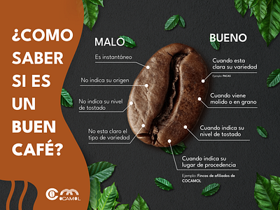 Infographic about to coffee affinity branding cafe coffee design graphic design honduras infographic logo