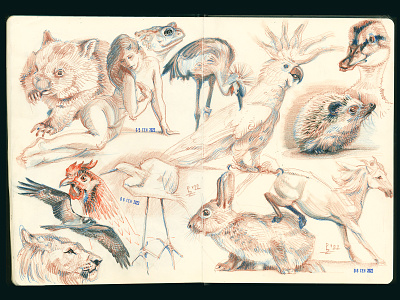 Spread of my A4 sketchbooks [pencils and pen] animals bird character concept art crosshatching design drawing etching graphic illustration pencil sketch sketchbook traditional art