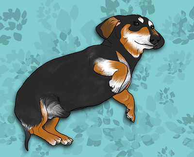 Dachshund animal dachshund dog illustration pet