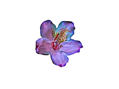 Washington State Flower | Pacific Rhododendron flower graphics rhododendron state flower washington