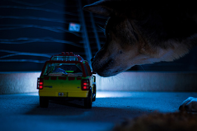 Shiba Inu Attack • Toy & Pet Photography cinematography classic movie dinosaur dog dog photo dog photography for fun jp jurassic park t rex toy photography