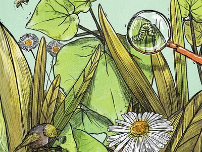 Explore: Nature Activity Book bird book book design book illustration botanical botanical illustration childrens book drawing childrens book illustration design explore illustration kids book kids book cover kids illustration natural world nature plant drawing plants