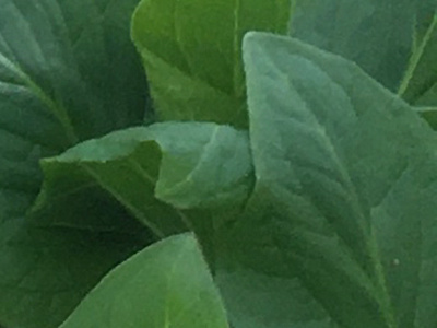 Folding Green Over nature