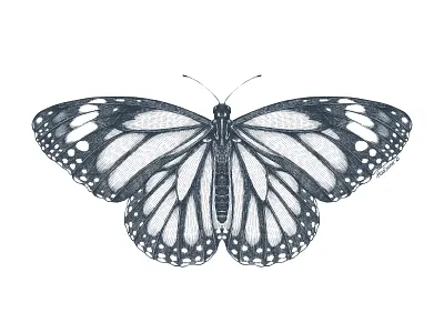 Monarch butterfly black and white butterfly entomology etching graphic art illustration procreate wb