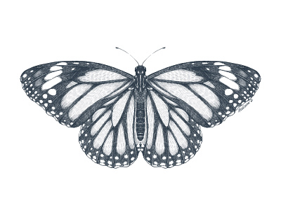 Monarch butterfly black and white butterfly entomology etching graphic art illustration procreate wb