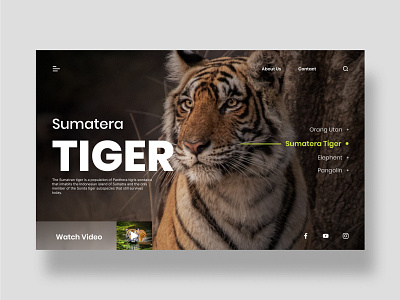 Protected Animal Website designinspiration graphicdesignui inspiration inspiration design interface landingpage landingpagedesign productdesign ui uidesign uiux uiuxdesign userexperience userinterface webdesign website websitedesign