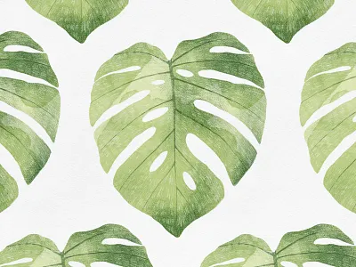 Monstera leaves pattern botanical botany cheese plant design element fabrics design floral illustration jungle leaves monstera pattern plant seamless spring summer textile design tropical plant wallpaper watercolor