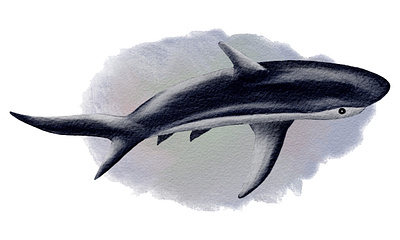 Watercolor Shark Top animal digital illustration shark watercolor