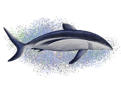 Watercolor Shark animal digital illustration shark watercolor