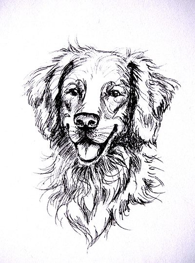 Golden retriever animal portrait black and white design dog golden retriever graphic design hand drawn illustration pen sketch retriever sketch smile traditional art ретривер скетч собака