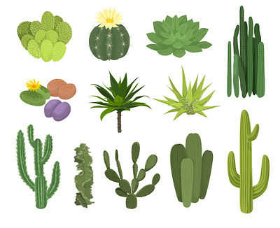 Cactuses icon set cactus flat flowers illustration types vector