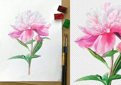 Watercolor peony aquarell flower peony peony flower watercolor