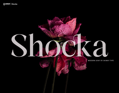Shocka - New Serif Typeface branding calligraphy design font graphic design illustration logo type design typeface typography