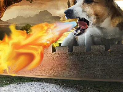 Medieval Dog Experience design dog illustration photoshop