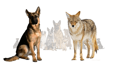 Coyote With GSD 3d animation graphic design logo motion graphics ui