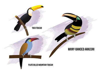 Different types of Toucan birds birds illus illustration logo toucan