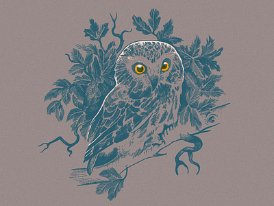 Saw Whet Owl bird drawing illustration nature owl spooky texture vin conti