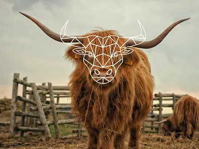 Bull Logo branding design graphic design illustration logo logo brand manitgraphics