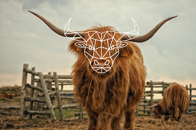 Bull Logo branding design graphic design illustration logo logo brand manitgraphics