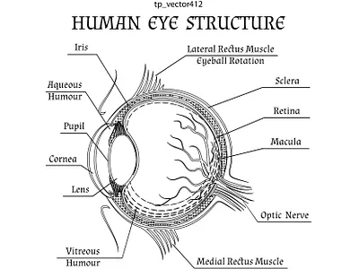 tp_vector412 animation branding design graphic des graphic design icon illustration instraction logo motion graphics ui vector