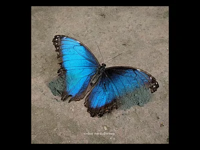 Ex.314 abstract art blue butterfly dust insect music random sleeve teal vinyl