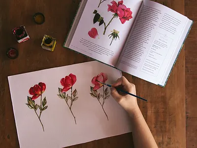 Roses botanical illustration painting watercolor watercolour
