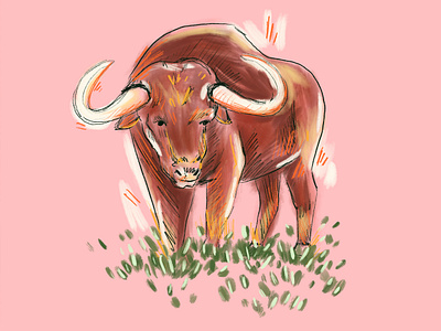 Buffalo animal design digital digital art editorial illustration illustration illustration art nature procreate