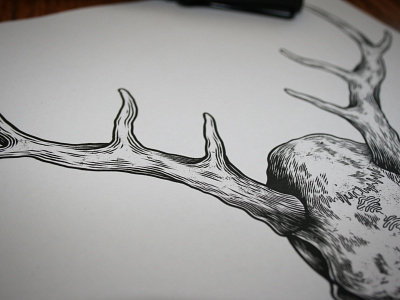 Stag Skull Detail black bones illustration ink pen skull