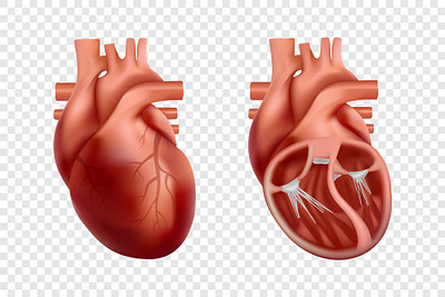 3d human heart anatomy 3d anatomy design graphic design heart human illustration realistic