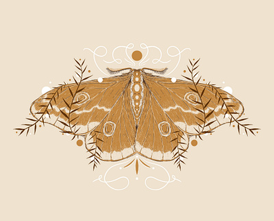 Emperor Moth botanical design digital drawing digital illustration emperor moth illustration illustrator insect moth nature procreate