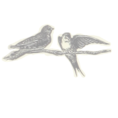 Motherbird bird birds branding graphic design logo
