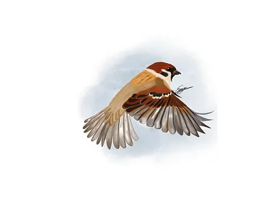 Sparrow bird art artis birds design digitalillustration digitalwatercolor drawing drawingdays illustration procreate sparrow sparrowbird watercolor
