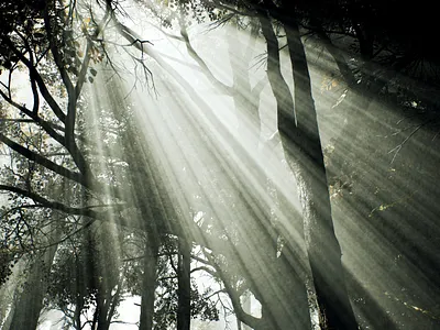 Forest glimps! art artwork blender branding color design flat illustration logo ui