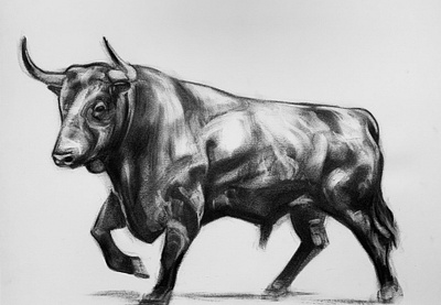 Bull artwork bull charcoal drawing illustration