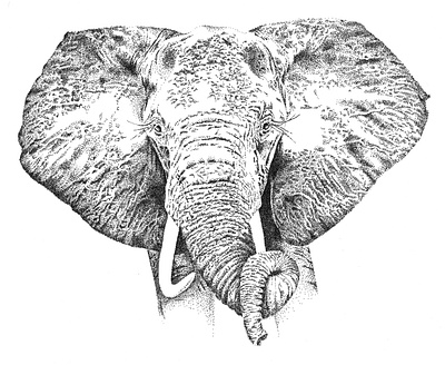 African Elephant Illustration african elephant big 5 big five black and white branding elephant illustration logo pointillism south africa