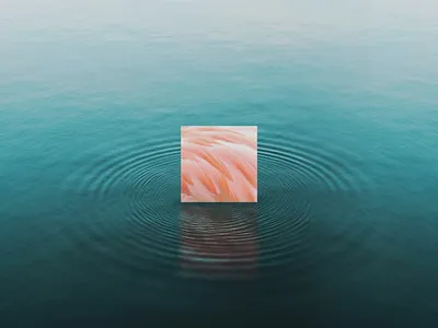 ANIMINIMAL / Flamingo animal art colors design flamingo graphic illustration lake minimal nature pink water