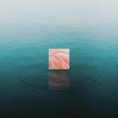 ANIMINIMAL / Flamingo animal art colors design flamingo graphic illustration lake minimal nature pink water