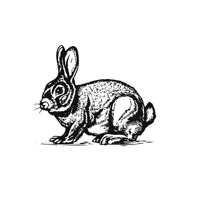 Daring illustrator