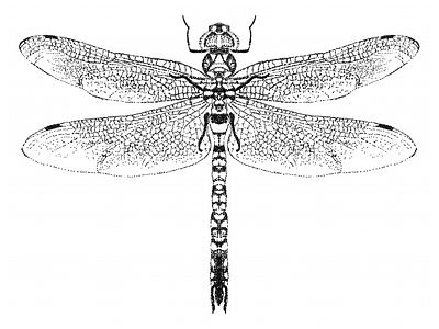 Dragonfly Illustration black black and white bug collection design dragon fly dragonfly flying insect illustration insect pen pen and ink pointillism