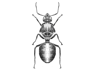 Ant Illustration ant black and white black ant bug design illustration insect pointillism worker ant