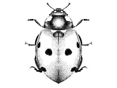 Lady Bug Illustration black black and white bug design illustration insect lady bug pen pen and ink pointillism