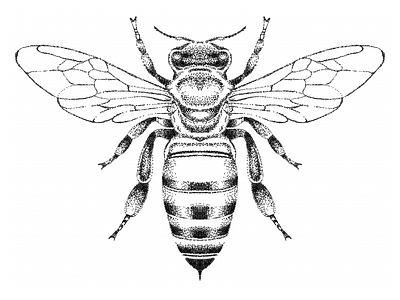 Bee Illustration bee bees black black and white design honey illustration insect pen pen and ink pointillism