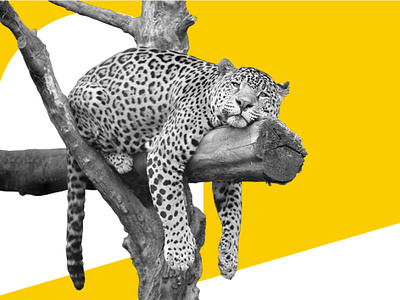 Tally fast payments blog image bank bank account blog creative currency digital digital bank fun funny gold leopard money payments savings slow tally website yellow