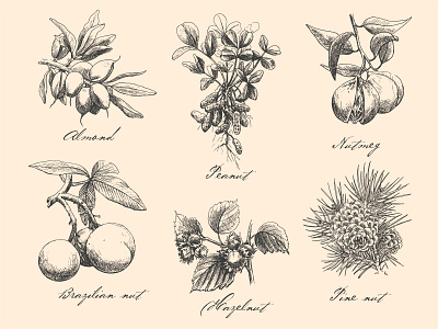 Collection nuts. Hand drawn illusrtation almond botanical branding collection design drawing element elements engraving fruit graphic design graphics hand drawn illustration nuts package plant set sketch vector